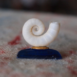 Shell Spiral